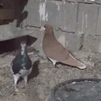 نروماده شهری بی عیب برازجان