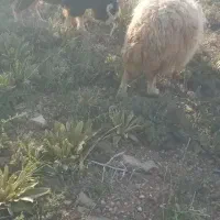 گوسفند چکنه