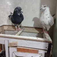 جفت نرو ماده سرو کله دار