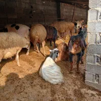 گوسفندو بزوبزغاله|حیوانات مزرعه|املش, |دیوار