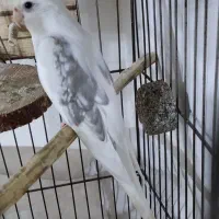 عروس هلندی نر دوکت|پرنده|کرج, حسین آباد (اکبر آباد)|دیوار