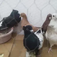 پنج تا ماده جوان رنگی