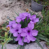 گل اطلسی مکزیکی بنفش
