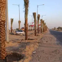 فروش نخل اصلاح شده تنه دار بارده و غیربارده