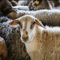 گوسفند زنده با گوشت مرغوب و ذبح حلال