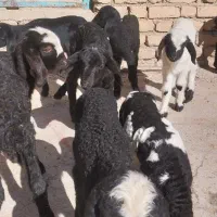 بره شیری افشار شال|حیوانات مزرعه|ایلام, |دیوار