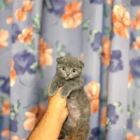 اسکاتیش بلو