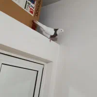 طوقی سرخ نر درشت مست مست|پرنده|رباطکریم, شترخوار|دیوار