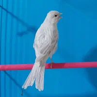 قناری سیلور نقره ای