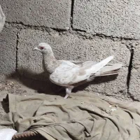 کبوتر|پرنده|آبپخش, |دیوار