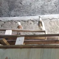 کبوتر طوقی