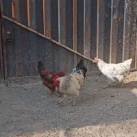 مرغ و خروس|حیوانات مزرعه|کرج, شهرک سهرابیه|دیوار