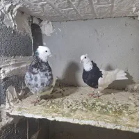 کبوتر طوقی رنگی|پرنده|ساوه, |دیوار