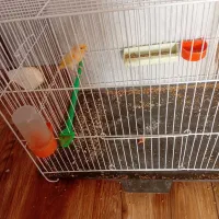 قناری نر آوازخوان