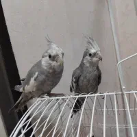 عروس هلندی وایت فیس|پرنده|میاندوآب, |دیوار