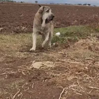 واگذاری سگ پژدر