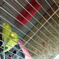 مرغ عشق با تخم|پرنده|شیراز, احمدآباد|دیوار