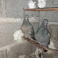 کبوتر|پرنده|رودبنه, |دیوار