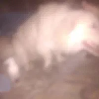 سگی نژاد پاکوتاه رنگ سفید پشمالو با مکلفات کامل|سگ|چابهار, |دیوار