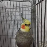 عروس هلندی ، نر ، ذات دار|پرنده|گنبد کاووس, |دیوار
