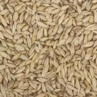 جو محلی دیم