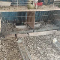 جفت کن تاشو و نی بندی