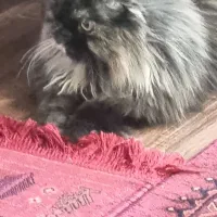 واگذاری گربه پرشین