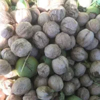 نهال گردو و بادام خوشه ای با ضمانت کتبی|خدمات باغبانی و درختکاری|بروجرد, |دیوار