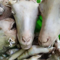 پاک کردن کله پاچه و سیرابی