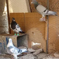 کفتر پرشی وجفتگاه|پرنده|تربتحیدریه, باغ ملی|دیوار