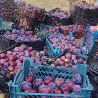 کارکشاورزی|خدمات باغبانی و درختکاری|خرم‌آباد, |دیوار