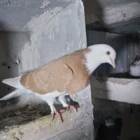 ساری شازده ماده