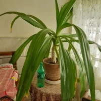 گل موزی بزرگ