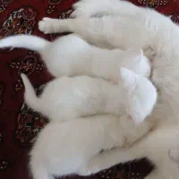 گربه|گربه|گرگان, |دیوار