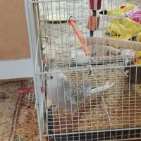 عروس هلندی|پرنده|کلاله, |دیوار