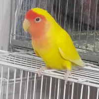 طوطی برزیلی|پرنده|فردیس, فردیس|دیوار