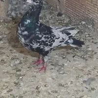 کبوترعطیقه