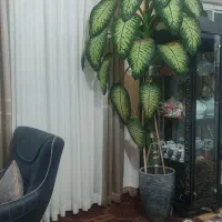 گل دیفن باخیا