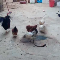 مرغ و خروس
