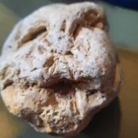 فسیل یا نوعی سنگ از سر حیوان مهره دار یا کوتوله