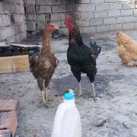 مرغ و خروس لاری و گپن ریشو و گلی اصل|حیوانات مزرعه|ایلام, |دیوار