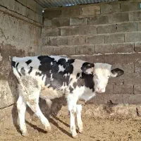 دو راس  گاو یا گوساله سیمنتال درجه یک