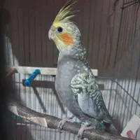 عروس هلندی