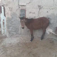 اسب چهار ماهه ماده|اسب و تجهیزات اسبسواری|مشهد, خاتم الانبیا|دیوار