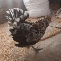 مرغ گلین کرچ با۵عددجوجه