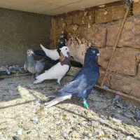 چند عدد رنگی با یک سار کرمانی|پرنده|تربتحیدریه, چهارراه خواف|دیوار