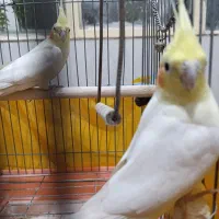 نروماده عروس هلندی|پرنده|مبارکه, |دیوار