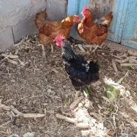 سه عدد مرغ|حیوانات مزرعه|شبستر, |دیوار