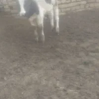 گوسالهنر|حیوانات مزرعه|دشتابی, |دیوار