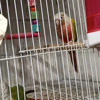 3 جفت طوطی گرینیچک و جوجه راهب و گرنیچک